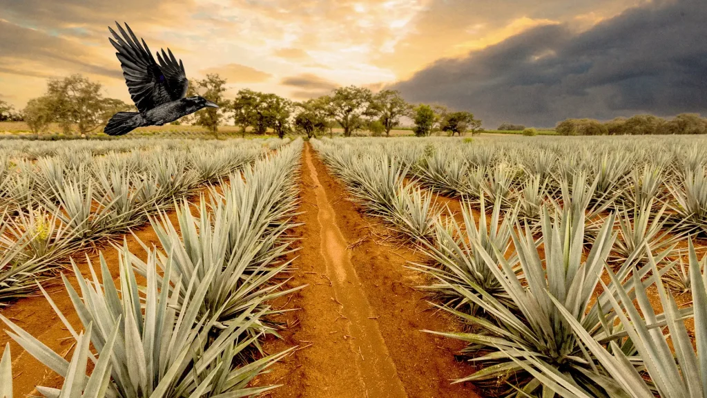 Agave Azul Tequila